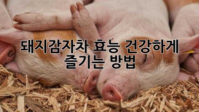 돼지감자차 효능: 건강하게 즐기는 방법